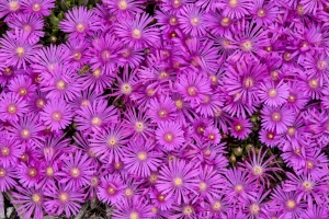 Delosperma 'Orchid Flash' New 2025